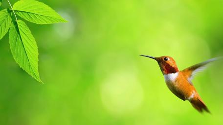 Hummingbird floating in the air wallpaper