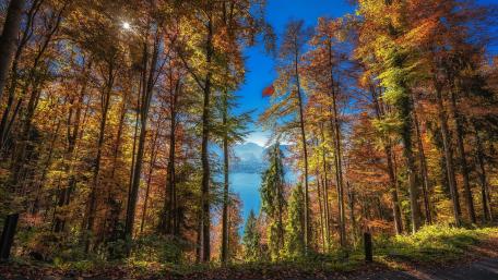 Autumn woods wallpaper