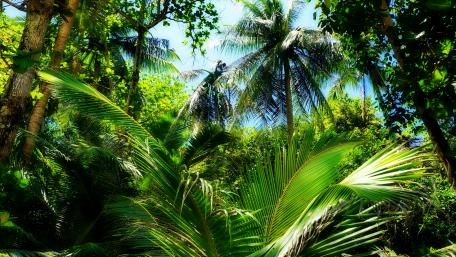Lush Tropical Paradise Displaying Vibrant Greenery and Palm Trees wallpaper