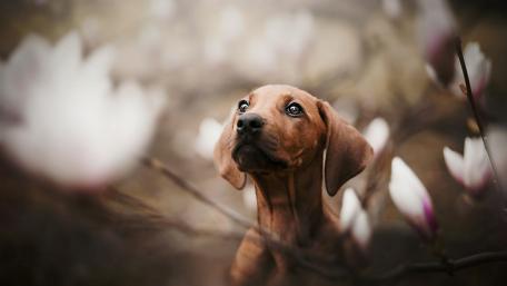 Dachshund among magnolias wallpaper
