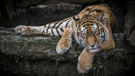 Majestic Tiger Resting in the Wild wallpaper
