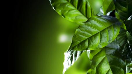 Coffee leaves wallpaper