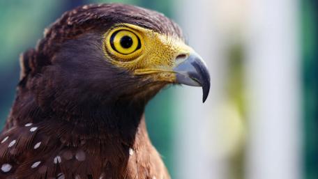 Majestic Eagle Portrait in Stunning Detail wallpaper