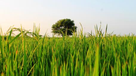 Paddy Fields wallpaper