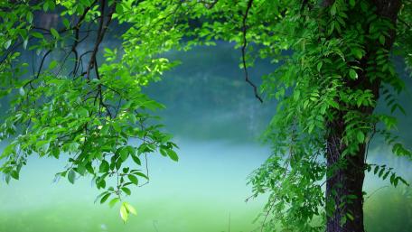 Green tree wallpaper