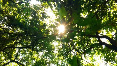 Nature wallpaper