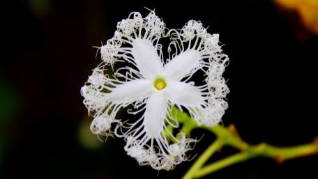 White Flower wallpaper