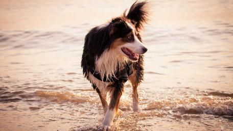 Border Collie at the beach wallpaper