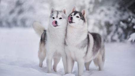 Snowy Siberian Huskies in Wintertime wallpaper