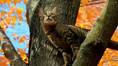 Cat on a tree wallpaper