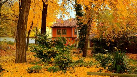 Yellow ginkgo foliage wallpaper