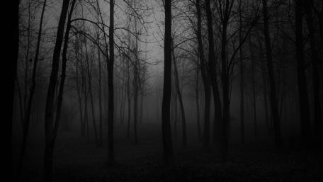 Night in the forest wallpaper