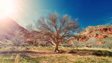 Lone tree in desert wallpaper