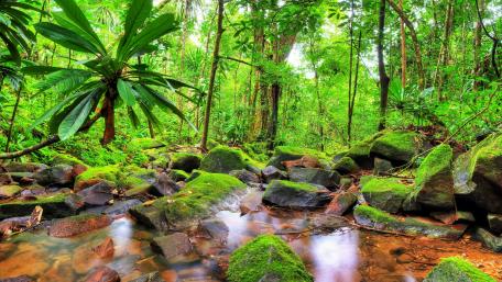 Masoala National Park (Madagascar) wallpaper