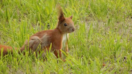 Little squirrel wallpaper