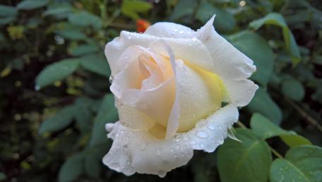 White rose wallpaper