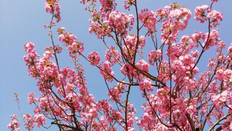 Spring wallpaper