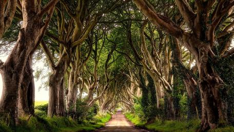 The Dark Hedges wallpaper