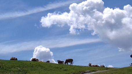 Cows in Austria wallpaper