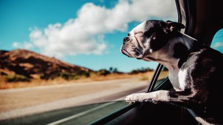 French Bulldog wallpaper