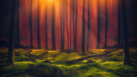 Sunshine through the forest wallpaper