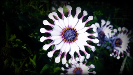 Osteospermum flower with spooned petals wallpaper