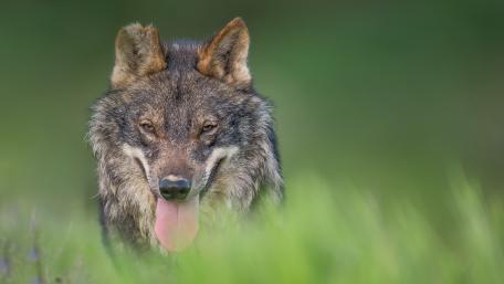 Majestic Wolf in Nature's Embrace wallpaper