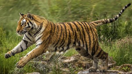 Wet tiger wallpaper