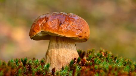 Porcini mushroom wallpaper