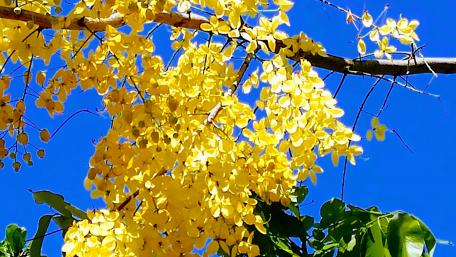 Spring in yellow wallpaper