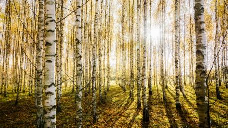 Birch forest sunlight wallpaper