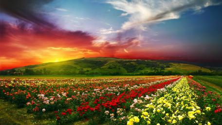 Beautiful rose farm wallpaper