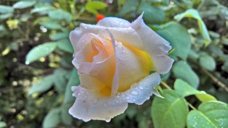 Delicate Rose with Dewdrops in 4K Quality wallpaper
