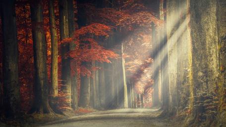 Enchanted Autumn Forest Pathway wallpaper