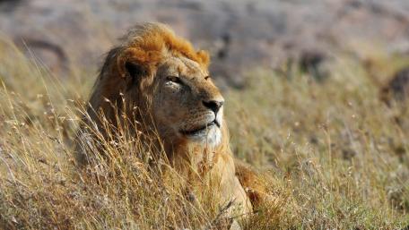 Lion wallpaper