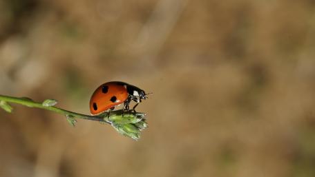 Ladybird - Macro photography wallpaper