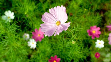 Elegant Cosmos Blooms in a Lush Garden Scene wallpaper