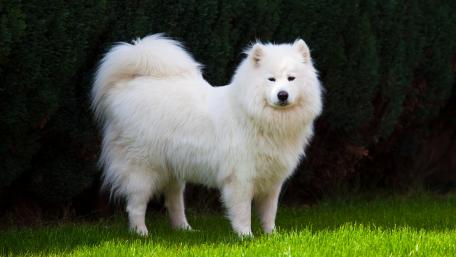 Samoyed dog wallpaper
