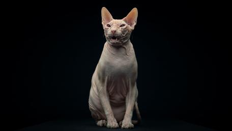 Sphynx cat wallpaper