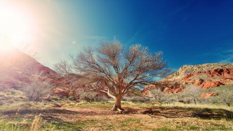 Dried tree wallpaper