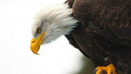 Bald Eagle wallpaper
