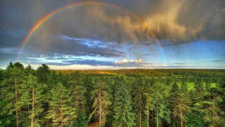 Rainbow over the forest wallpaper