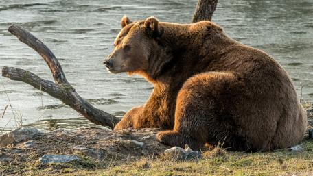 Grizzly bear wallpaper