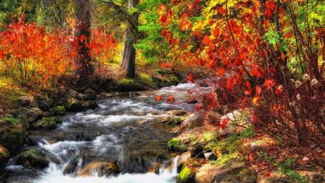 Creek in the colorful fall nature wallpaper