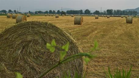 Hay bales wallpaper