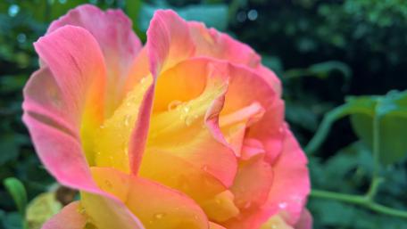 Vibrant Pink Rose Wallpaper Fondo de pantalla de rosa vibrante wallpaper