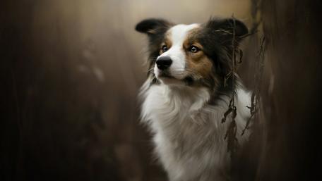 Border collie tricolor wallpaper