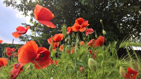 Vibrant Poppy Field Under Open Skies wallpaper