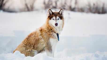 Majestic Siberian Husky in Winter Wonderland wallpaper