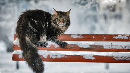 Majestic Cat in a Winter Wonderland wallpaper